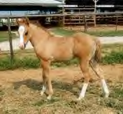 Thunder as a weanling